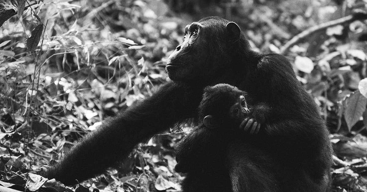Recommendations Vol. 5; mother chimpanzee and baby chimpanzee